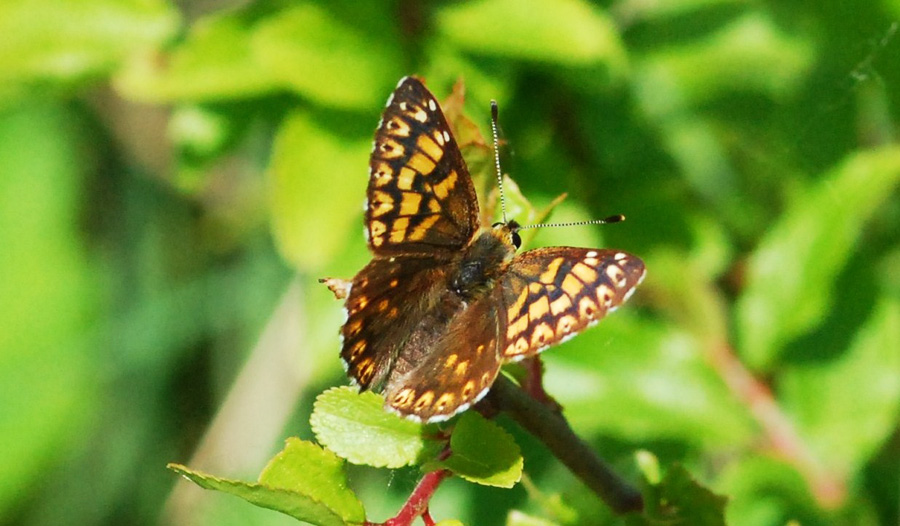 hemaris lucina